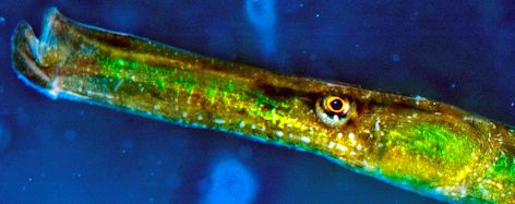 Syngnathus typhle_09